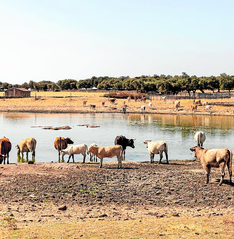 Laguna para ganado en Oliva de Plasencia.