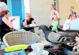 Dos palomas se posan en una mesa de la terraza de una tapería de Gran Vía, en Cáceres.