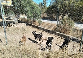 Uno de los patios del Centro de Protección Animal