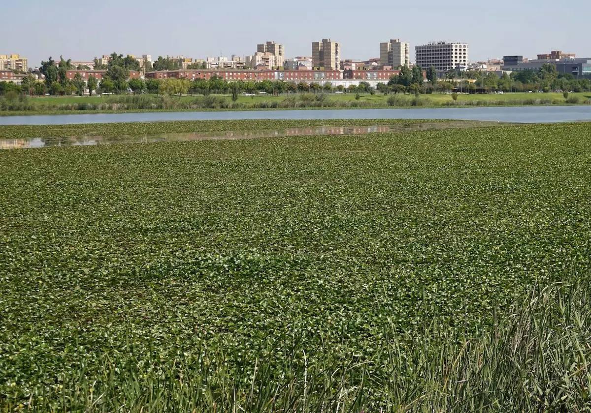 El río, cubierto de nenúfar, en agosto del año pasado.