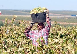 Un jornalero recoge uva blanca durante la vendimia en Tierra de Barros.