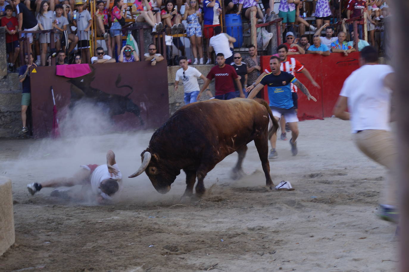 Así fue la cogida del toro durante las fiestas de Cuacos de Yuste