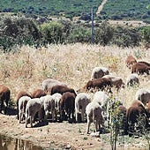 Pienso, luego subsisto