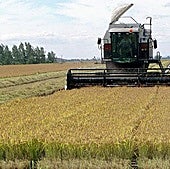 Aprobado el tratamiento fitosanitario contra la pudenta del arroz en Vegas del Guadiana y en el Alagón