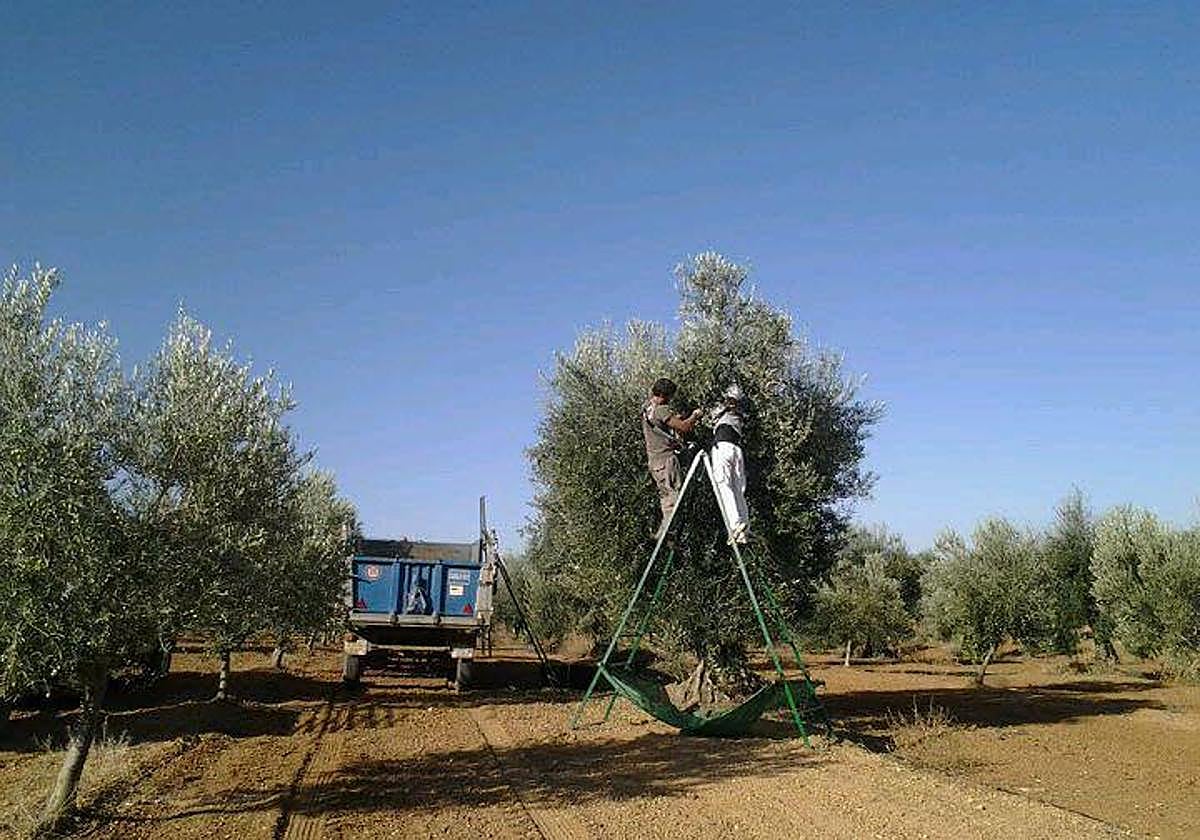 Trabajadores temporeros recogen aceitunas en el campo.