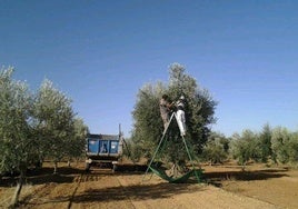 Trabajadores temporeros recogen aceitunas en el campo.