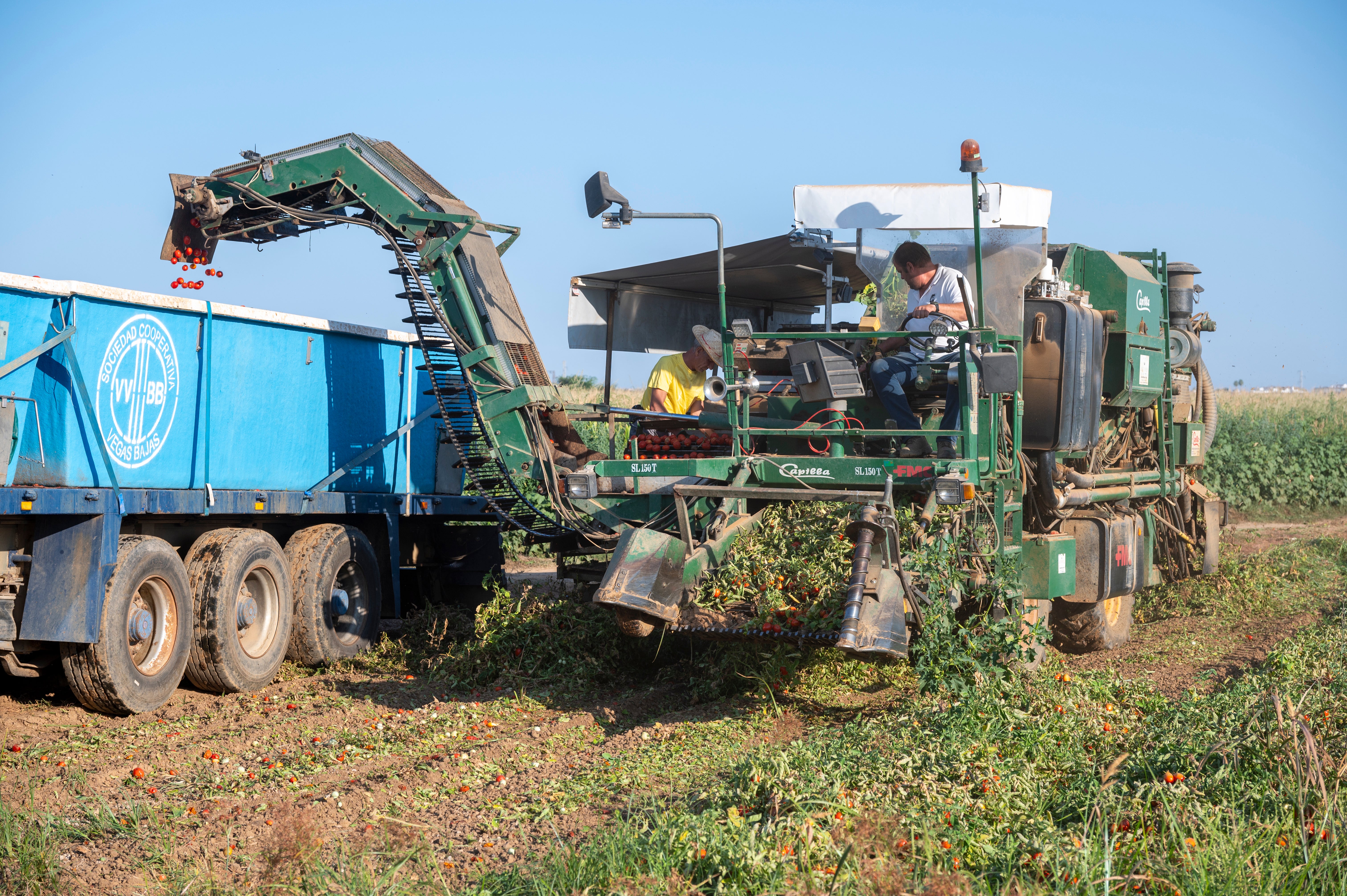 Un agricultor recogiendo su cosecha para llevarla a la fábrica.