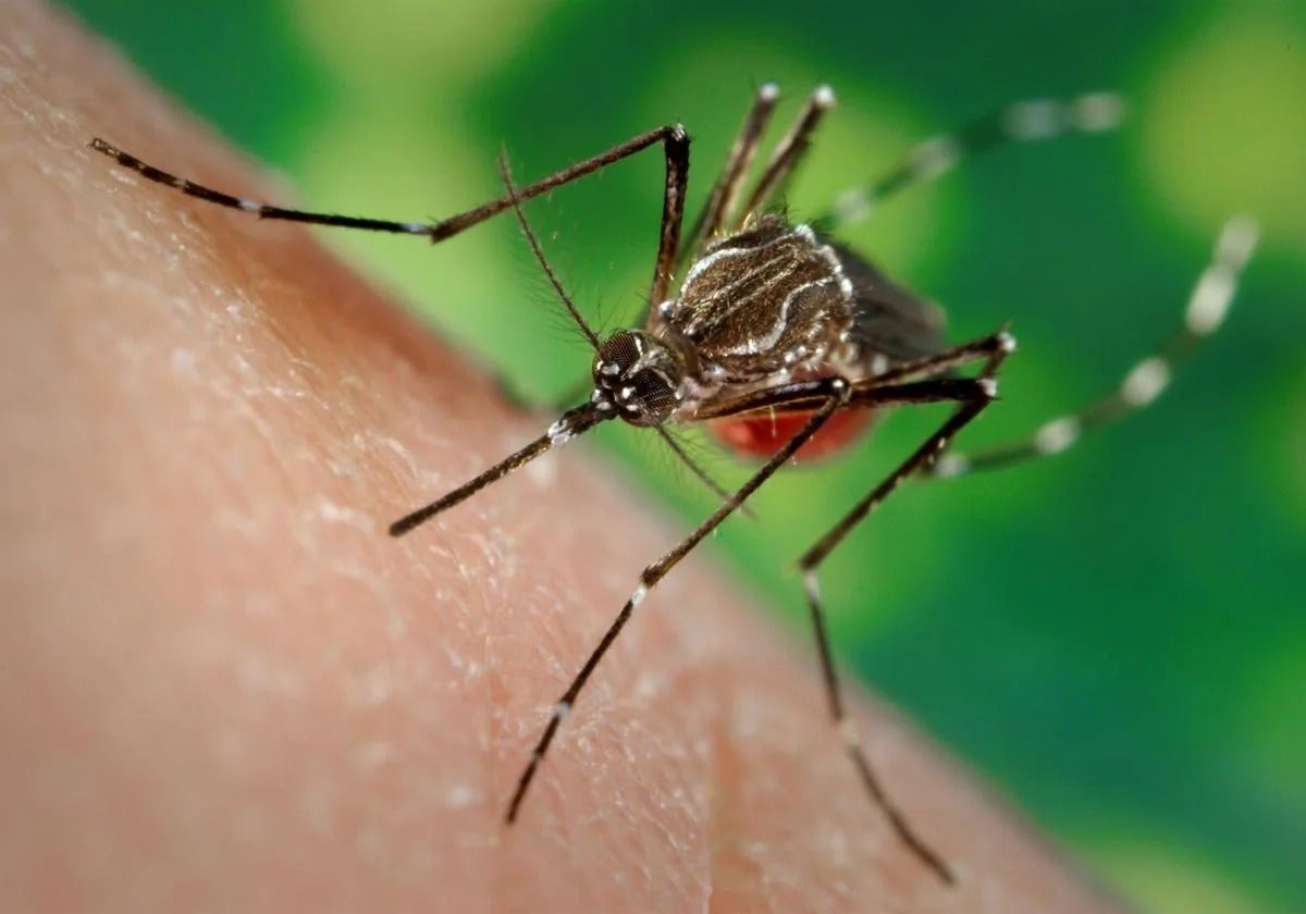 ¿Por qué hay cada vez más casos de dengue y virus del Nilo en España? Los mosquitos infectados se han aclimatado a nuestro entorno