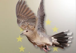 Tórtola europea