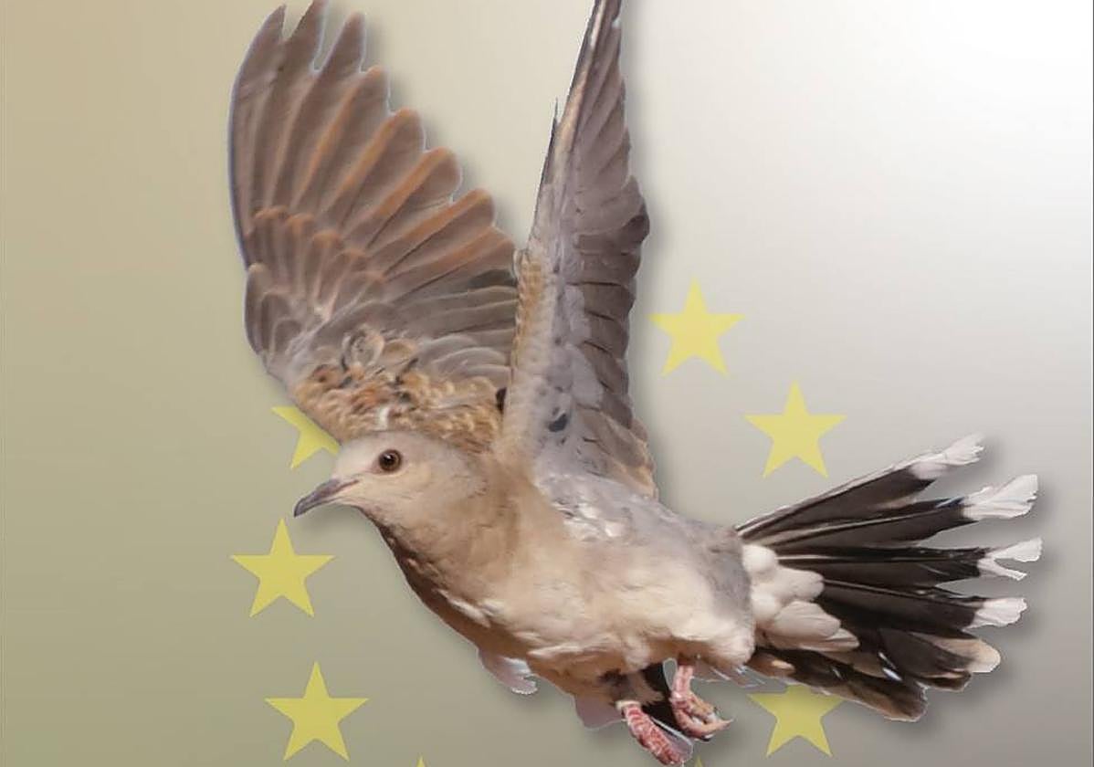 Tórtola europea