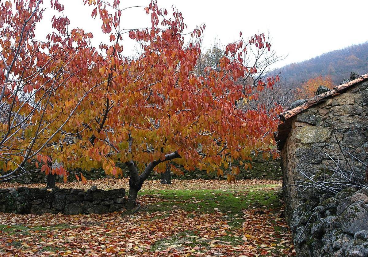 Imagen de archivo del 'Otoño Mágico del Valle del Ambroz'.