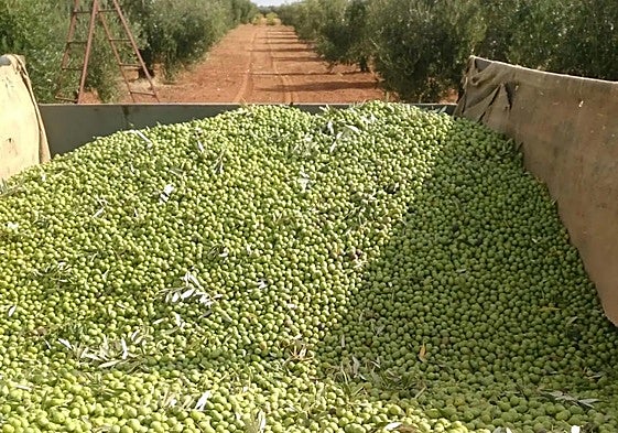 Recogida manzanilla en Tierra de Barros.