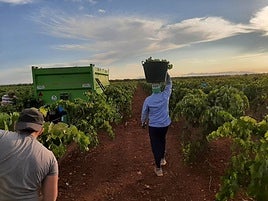 Trabajadores durante la vendimia en Los Santos de Maimona hace varias campañas.