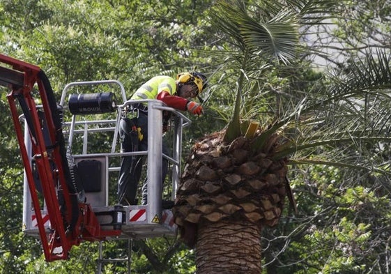 Trabajador podando una palmera para acabar con el picudo rojo.