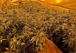 Invernaderos 'indoor' acondicionados para el cultivo.