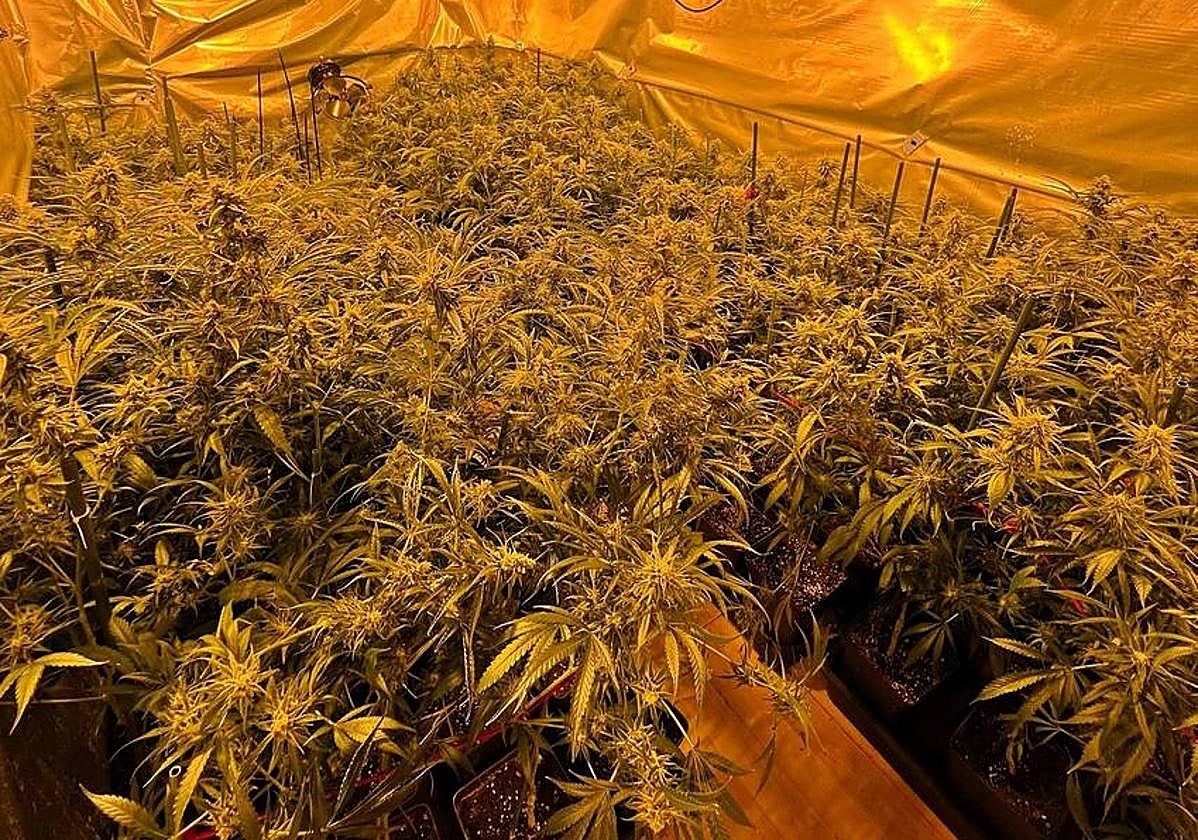 Invernaderos 'indoor' acondicionados para el cultivo.