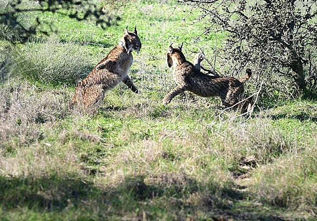 Dos ejemplares peleando. «Lo que al principio parecía una lucha territoria terminó siendo un intento de cópula».