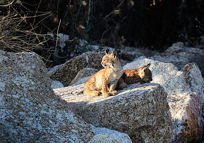 Dos cachorros solazándose el pasado mes de enero. «Al rato llegó la madre con un conejo».