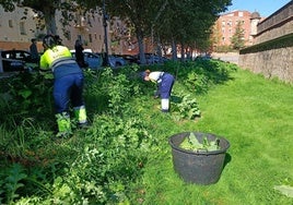 Dos jardineras arrancan este lunes plantas de estramonio en el baluarte de San José.