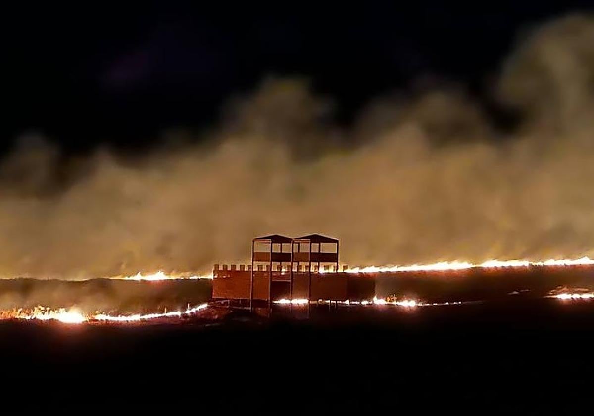 Llamas rodeando el centro de interpretación de Cáceres el Viejo.