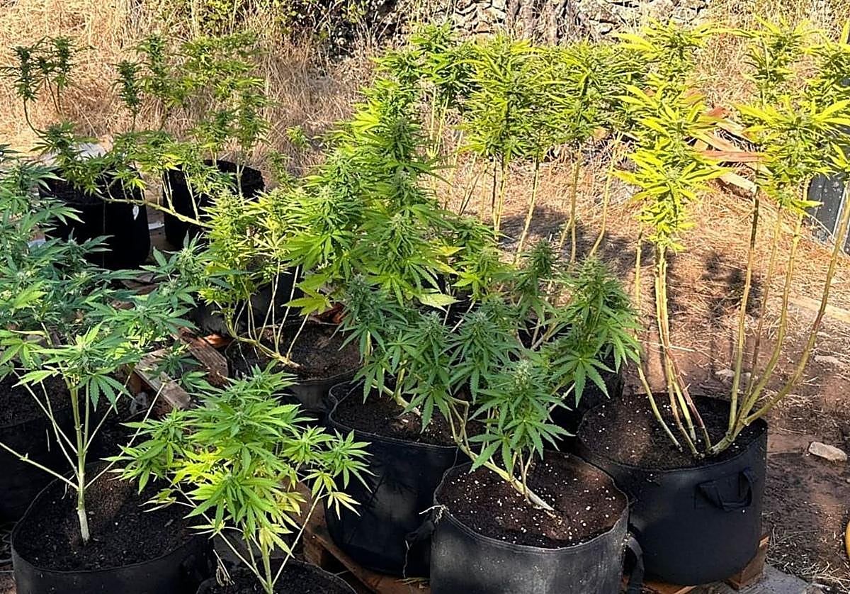 Plantas de marihuana intervenidas por la Guardia Civil.