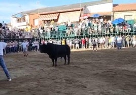 Un hombre cogido en un brazo por un toro