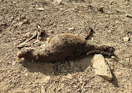 Restos del venado abatido por los furtivos