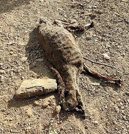 Restos del venado abatido por los furtivos