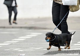 ¿Pueden prohibirme tener mascotas en un piso de alquiler?
