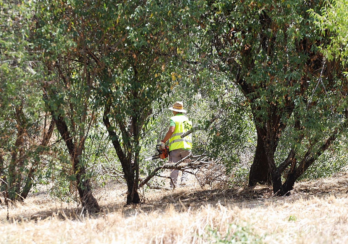 Trabajos de desbroce en el parque para hacer el aparcamiento el pasado julio.