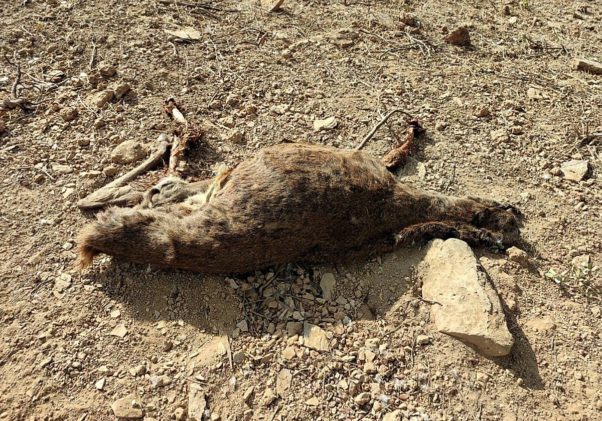 Restos del venado encontrado.