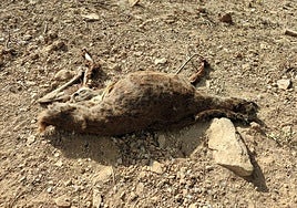 Restos del venado encontrado.