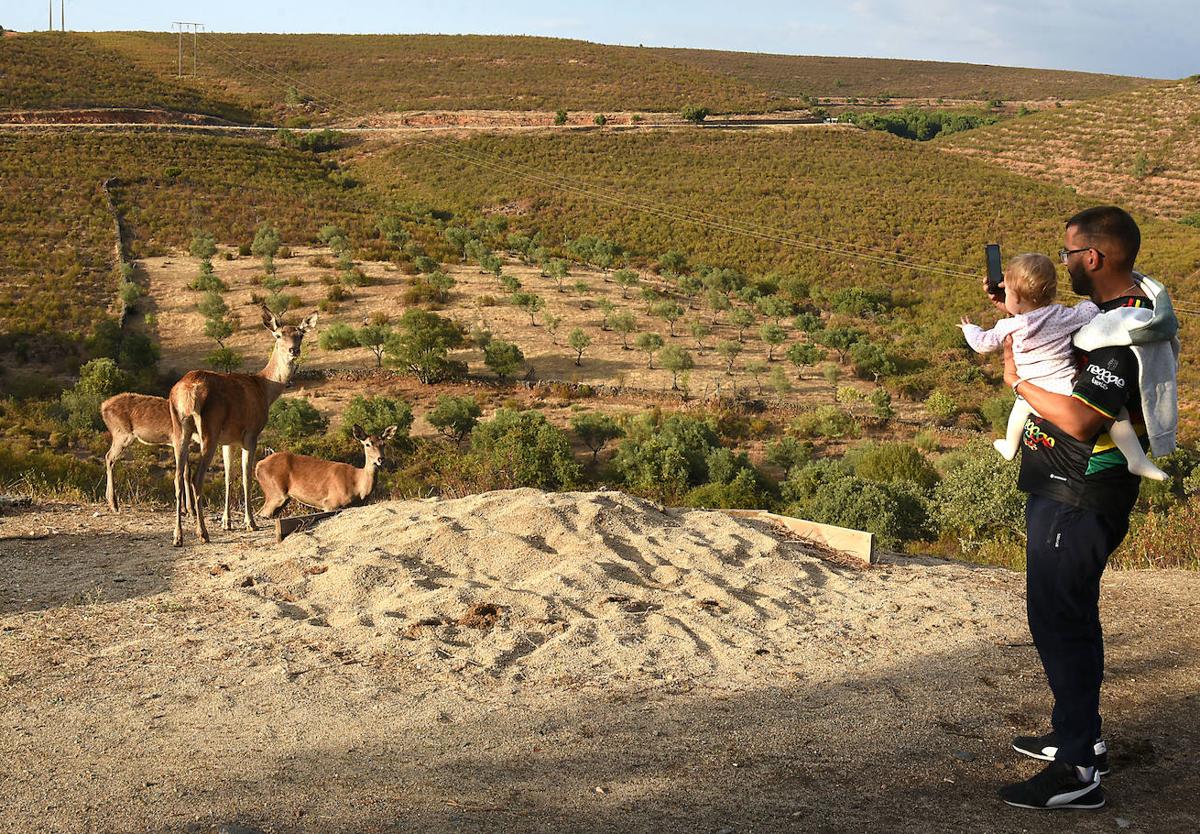 Visitas a Monfragüe para contemplar la berrea