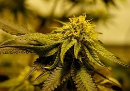 En Ctaex cuentan con una réplica del cultivo que tienen en La Vera; en la imagen, un detalle de la variedad sin THC de cannabis.