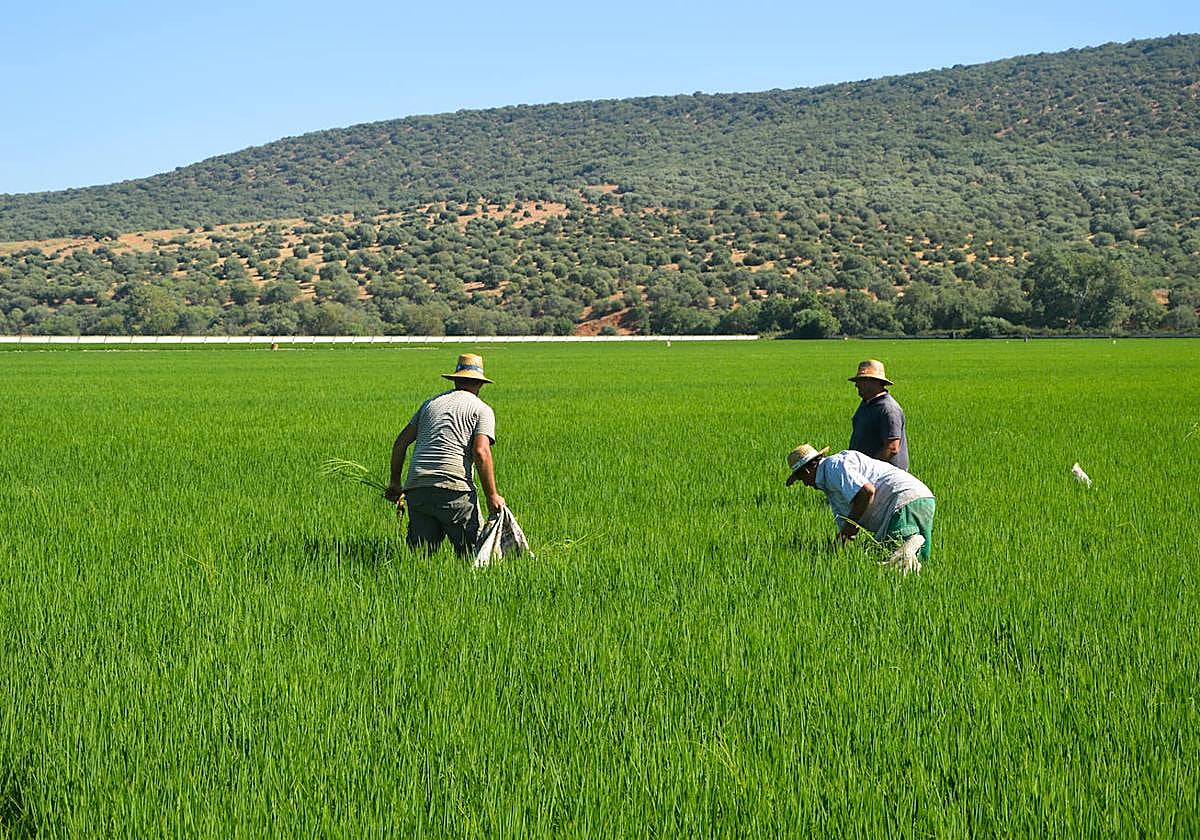 Arroceros del Orellana revisando una parcela en Don Benito.
