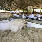 Comisario de la Feria de Zafra: «La aparición de lengua azul es un jarro de agua fría»