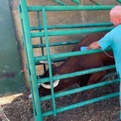 El campo pide tranquilidad a los ganaderos por el foco de lengua azul en Extremadura