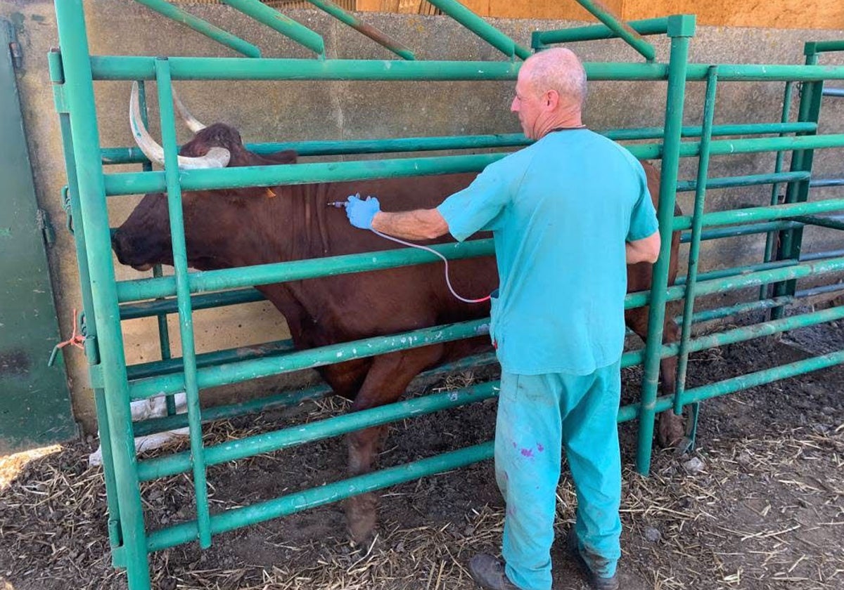 Vacunación contra la lengua azul en una explotación bovina.