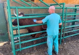 Vacunación contra la lengua azul en una explotación bovina.