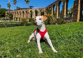 Pipper, el perro turista.