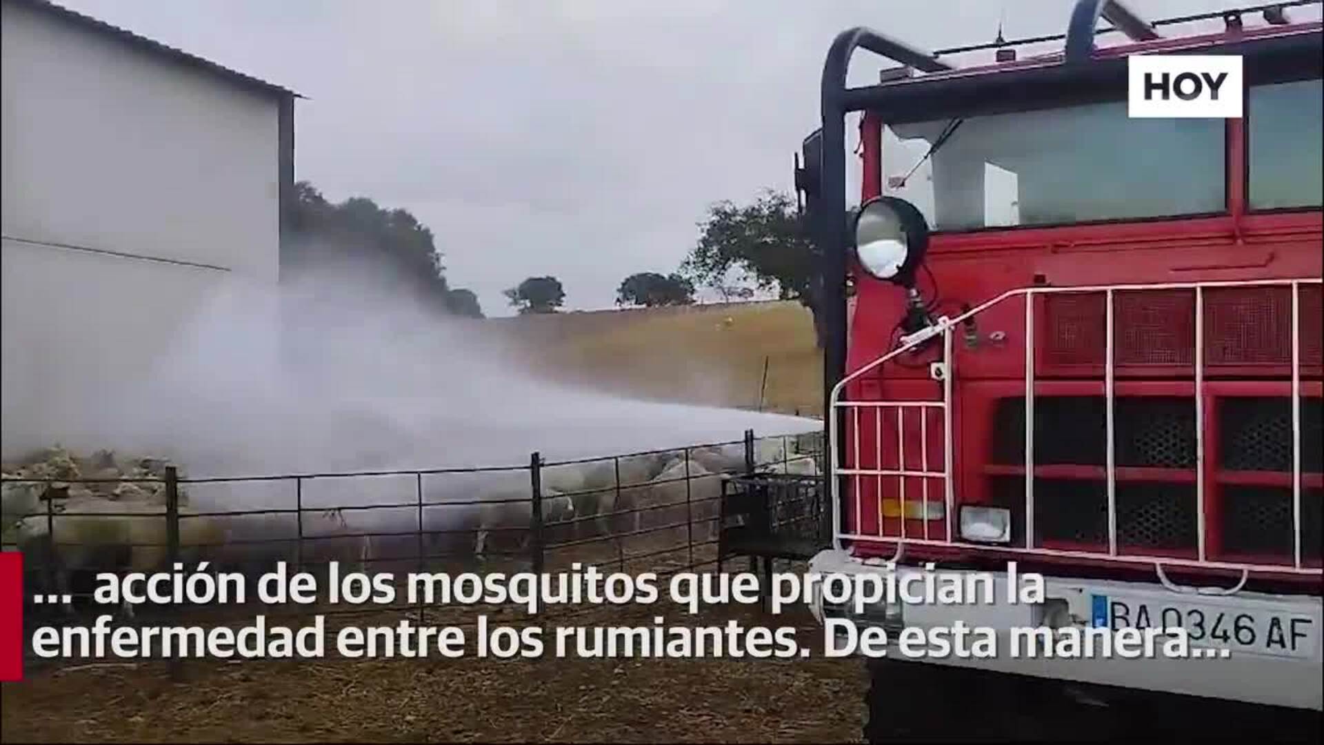 Villanueva del Fresno realiza una desinsectación masiva de ovejas en su finca comunal contra la lengua azul