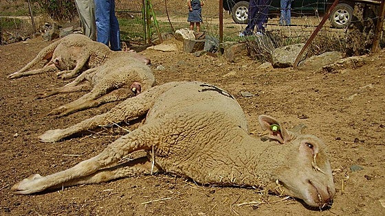 Agricultura confirma otros dos focos de lengua azul en Extremadura, en Alconchel y Cheles