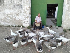 Juan les echa pan picado a diario en la puerta de su tinao.