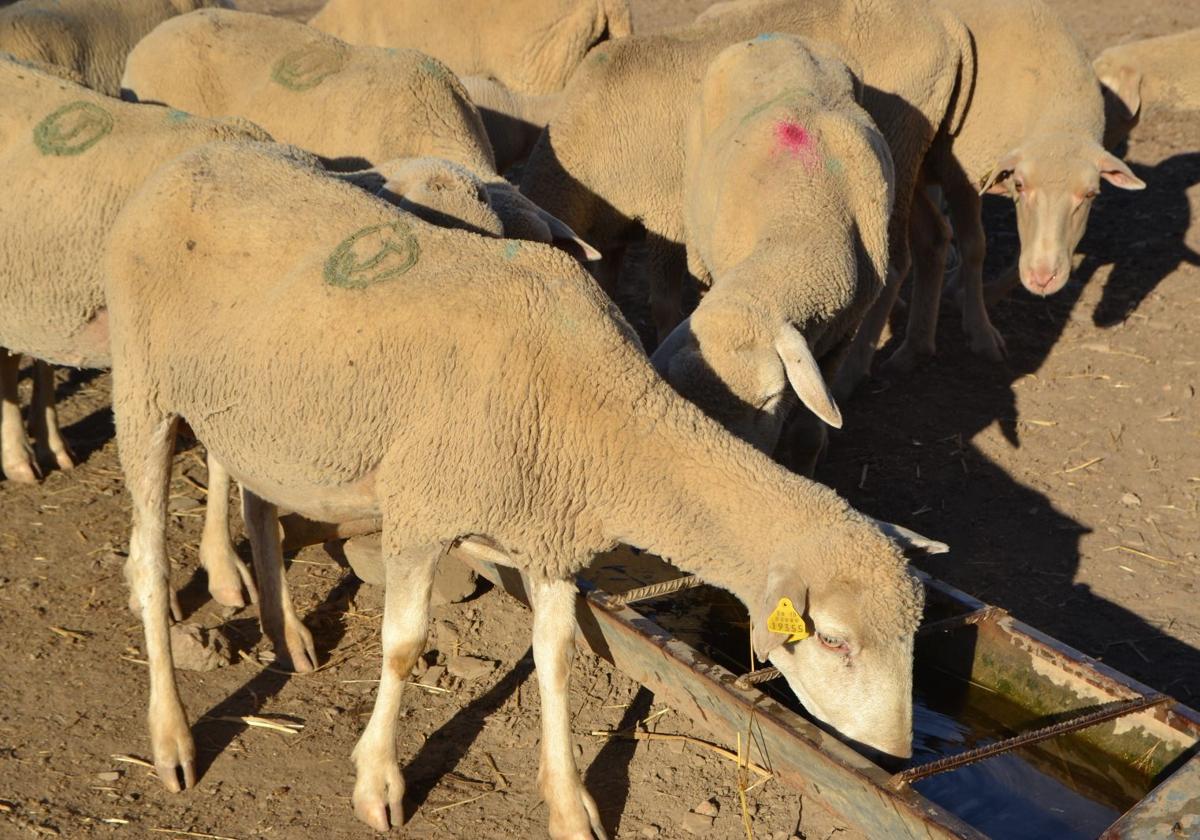 Ovejas en Villanueva del Fresno.