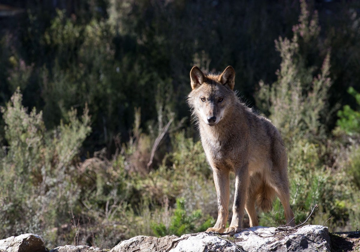 Hermano lobo...