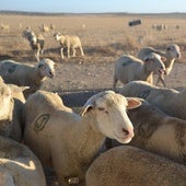 El serotipo 3 de lengua azul en Extremadura obliga a una mayor vacunación