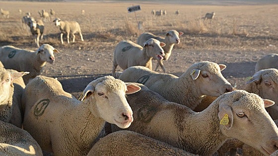 El serotipo 3 de lengua azul en Extremadura obliga a una mayor vacunación