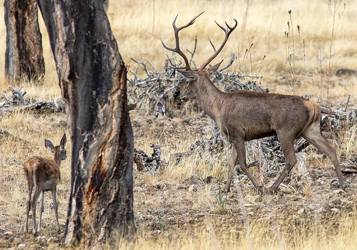 Ciervos en Extremadura.