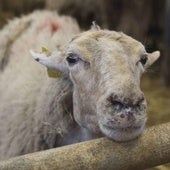 Las ovejas, las que más sufren los efectos de la lengua azul en Extremadura