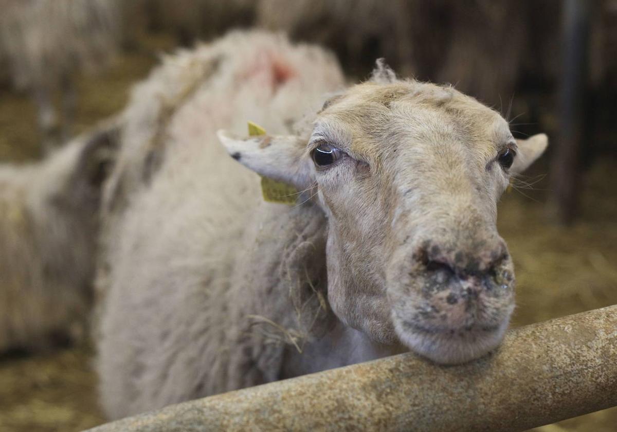 Las ovejas son las que sufren los peores síntomas del virus de la lengua azul